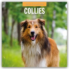 Collies - Collie 2025 - 16-Monatskalender - Red Robin Publishing Ltd