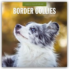 Border Collies - Border Collie 2025 - 16-Monatskalender - Red Robin Publishing Ltd