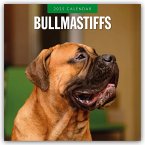 Bullmastiffs - Bullmastiff 2025 - 16-Monatskalender