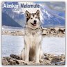 Alaskan Malamute 2025 -... - Bild 1