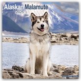 Alaskan Malamute 2025 - 16-Monatskalender