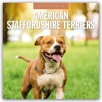 American Staffordshire Terriers - American Staffordshire Terrier 2025 - 16-Monatskalender