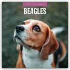 Beagles - Beagle 2025 - 16-Monatskalender