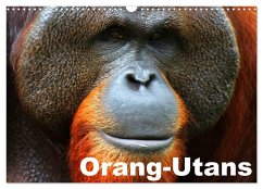 Orang-Utans (Wandkalender 2025 DIN A3 quer), CALVENDO Monatskalender