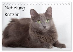 Nebelung Katzen (Tischkalender 2025 DIN A5 quer), CALVENDO Monatskalender