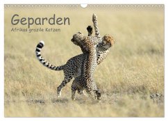 Geparden - Afrikas grazile Katzen (Wandkalender 2025 DIN A3 quer), CALVENDO Monatskalender