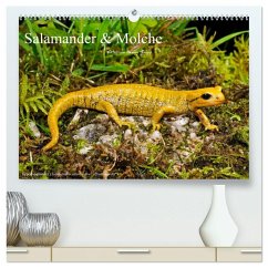 Salamander und Molche (hochwertiger Premium Wandkalender 2025 DIN A2 quer), Kunstdruck in Hochglanz - Calvendo;Trapp, Benny