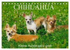 Chihuahua - Kleine Hunde ganz groß (Tischkalender 2025 DIN A5 quer), CALVENDO Monatskalender