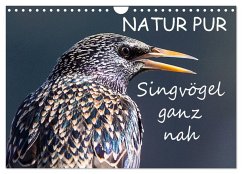 NATUR PUR - Singvögel ganz nah (Wandkalender 2025 DIN A4 quer), CALVENDO Monatskalender