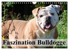 Faszination Bulldogge (Wandkalender 2025 DIN A4 quer), CALVENDO Monatskalender