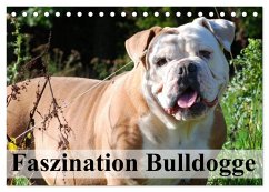 Faszination Bulldogge (Tischkalender 2025 DIN A5 quer), CALVENDO Monatskalender - Calvendo;Stanzer, Elisabeth