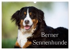 Berner Sennenhunde (Wandkalender 2025 DIN A3 quer), CALVENDO Monatskalender