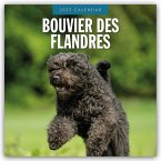 Bouvier des Flandres 2025 - 16-Monatskalender