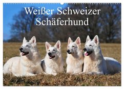 Weißer Schweizer Schäferhund (Wandkalender 2025 DIN A2 quer), CALVENDO Monatskalender