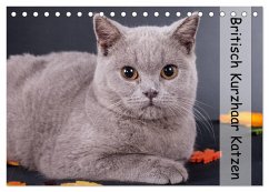 Britisch Kurzhaar Katzen (Tischkalender 2025 DIN A5 quer), CALVENDO Monatskalender