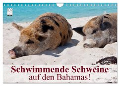 Schwimmende Schweine auf den Bahamas! (Wandkalender 2025 DIN A4 quer), CALVENDO Monatskalender - Calvendo;Stanzer, Elisabeth