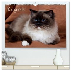 Ragdolls (hochwertiger Premium Wandkalender 2025 DIN A2 quer), Kunstdruck in Hochglanz