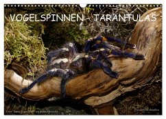 Vogelspinnen - Tarantulas (Wandkalender 2025 DIN A3 quer), CALVENDO Monatskalender