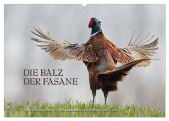 Emotionale Momente: Die Balz der Fasane / CH-Version (Wandkalender 2025 DIN A2 quer), CALVENDO Monatskalender