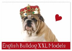 English Bulldog XXL Models (Wandkalender 2025 DIN A2 quer), CALVENDO Monatskalender