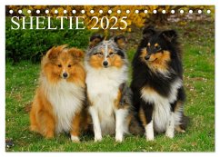 Sheltie 2025 (Tischkalender 2025 DIN A5 quer), CALVENDO Monatskalender