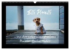 Elli Pirelli... aus dem Leben eines fröhlichen Pinscher-Dackel-Mädels (Wandkalender 2025 DIN A3 quer), CALVENDO Monatskalender - Calvendo;Köntopp, Kathrin