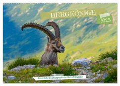 Bergkönige - Steinböcke im Blickpunkt der Naturfotografie (Wandkalender 2025 DIN A2 quer), CALVENDO Monatskalender