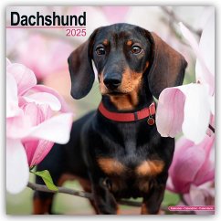 Cover Dachshund - Dackel 2025 - 16-Monatskalender