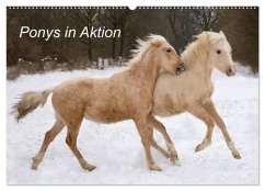 Ponys in Aktion (Wandkalender 2025 DIN A2 quer), CALVENDO Monatskalender