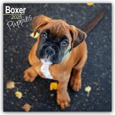 Boxer Puppies - Boxer Welpen 2025 - 16-Monatskalender
