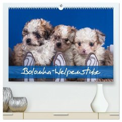Bolonka Welpenstube (hochwertiger Premium Wandkalender 2025 DIN A2 quer), Kunstdruck in Hochglanz