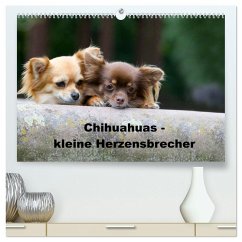 Chihuahuas - kleine Herzensbrecher (hochwertiger Premium Wandkalender 2025 DIN A2 quer), Kunstdruck in Hochglanz