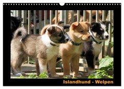 Islandhund - Welpen / CH-Version (Wandkalender 2025 DIN A3 quer), CALVENDO Monatskalender