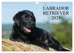 Labrador Retriever 2025 (Wandkalender 2025 DIN A4 quer), CALVENDO Monatskalender