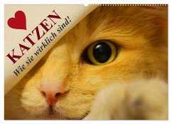 Katzen ¿ Wie sie wirklich sind! (Wandkalender 2025 DIN A2 quer), CALVENDO Monatskalender