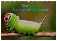 Faszination Schmetterlingsraupen (Wandkalender 2025 DIN A2 quer), CALVENDO Monatskalender