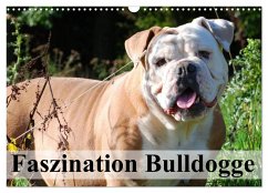 Faszination Bulldogge (Wandkalender 2025 DIN A3 quer), CALVENDO Monatskalender - Calvendo;Stanzer, Elisabeth