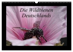 Die Wildbienen Deutschlands (Wandkalender 2025 DIN A3 quer), CALVENDO Monatskalender