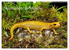 Salamander und Molche (Wandkalender 2025 DIN A3 quer), CALVENDO Monatskalender