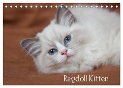 Ragdoll Kitten (Tischkalender 2025 DIN A5 quer), CALVENDO Monatskalender - Calvendo;Verena Scholze, Fotodesign