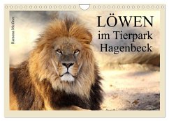 Löwen im Tierpark Hagenbeck (Wandkalender 2025 DIN A4 quer), CALVENDO Monatskalender