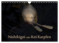 Nishikigoi oder Koi Karpfen (Wandkalender 2025 DIN A4 quer), CALVENDO Monatskalender