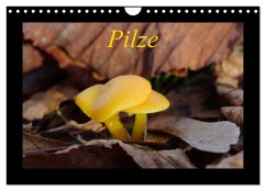 Pilze (Wandkalender 2025 DIN A4 quer), CALVENDO Monatskalender - Calvendo;Everaars, Jeroen
