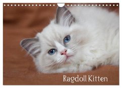 Ragdoll Kitten (Wandkalender 2025 DIN A4 quer), CALVENDO Monatskalender - Calvendo;Verena Scholze, Fotodesign