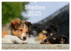 Shelties 2025 (Wandkalender 2025 DIN A2 quer), CALVENDO Monatskalender