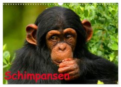 Schimpansen (Wandkalender 2025 DIN A3 quer), CALVENDO Monatskalender - Calvendo;Stanzer, Elisabeth