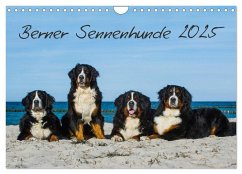 Berner Sennenhund 2025 (Wandkalender 2025 DIN A4 quer), CALVENDO Monatskalender - Calvendo;Starick, Sigrid