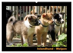 Islandhund - Welpen / CH-Version (Wandkalender 2025 DIN A2 quer), CALVENDO Monatskalender - Calvendo;Möthrath, Angelika