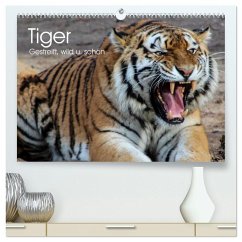 Tiger. Gestreift, wild u. schön (hochwertiger Premium Wandkalender 2025 DIN A2 quer), Kunstdruck in Hochglanz - Calvendo;Stanzer, Elisabeth