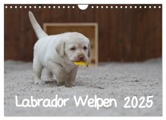 Labrador Welpen (Wandkalender 2025 DIN A4 quer), CALVENDO Monatskalender